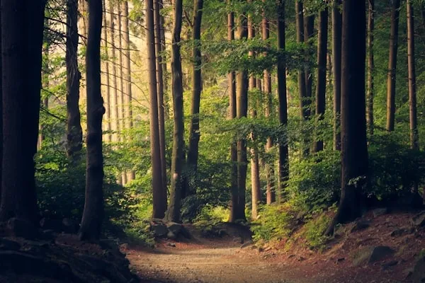 Áreas verdes e trilhas ecológicas